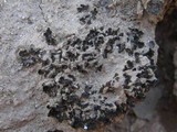 Collema fragile image