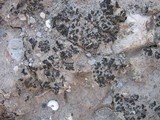 Collema fragile image