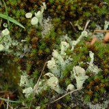 Cladonia carneola image