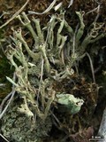 Cladonia cenotea image