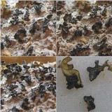 Collema fragile image