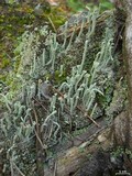 Cladonia coniocraea image
