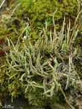 Cladonia cornuta image
