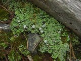 Cladonia macrophyllodes image
