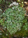 Cladonia macrophyllodes image