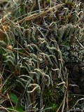 Cladonia ochrochlora image