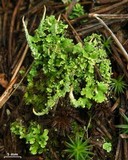 Cladonia ochrochlora image
