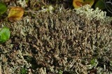 Cladonia phyllophora image