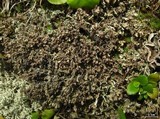 Cladonia phyllophora image