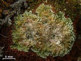 Cladonia pocillum image
