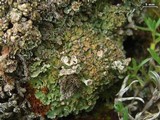Cladonia pocillum image
