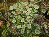 Cladonia pyxidata image