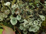 Cladonia pyxidata image