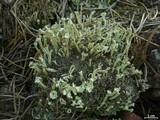 Cladonia sulphurina image