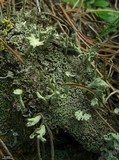 Cladonia sulphurina image
