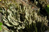Cladonia sulphurina image