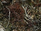 Cetraria aculeata image