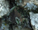 Dermatocarpon reticulatum image