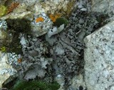 Dermatocarpon reticulatum image