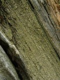 Hypocenomyce scalaris image
