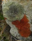 Lecanora garovaglii image