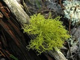 Letharia lupina image