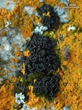 Lichinella nigritella image