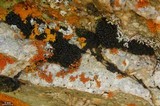 Lichinella nigritella image