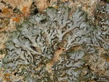 Melanohalea elegantula image