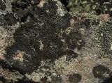 Melanelia sorediata image