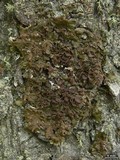 Melanelia subolivacea image