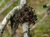 Nodobryoria abbreviata image
