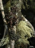 Nodobryoria abbreviata image