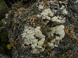 Ochrolechia upsaliensis image