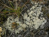 Ochrolechia upsaliensis image