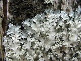 Parmotrema reticulatum image