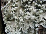 Parmotrema reticulatum image