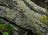 Parmeliopsis ambigua image