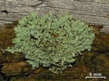 Parmeliopsis ambigua image