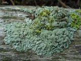 Parmeliopsis hyperopta image