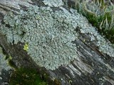 Parmeliopsis hyperopta image