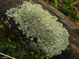 Parmeliopsis hyperopta image