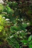 Peltigera aphthosa image