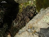 Peltigera didactyla image