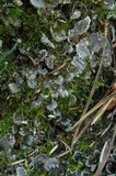 Peltigera extenuata image