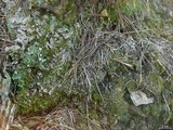 Peltigera extenuata image