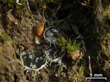 Peltigera extenuata image