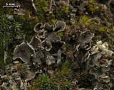 Peltigera lepidophora image