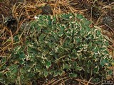 Peltigera malacea image