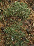 Peltigera malacea image